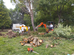 Photo de galerie - Abattage et broyage de végétaux