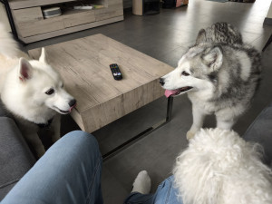 Photo de galerie - Garde chien