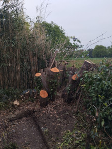 Photo de galerie - Elagage et coupe d'arbres