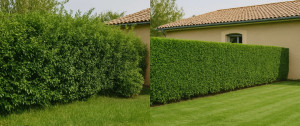 Photo de galerie - Taille de haie 