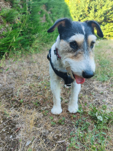 Photo de galerie - Promenade tous les jours.