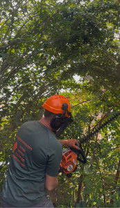 Photo de galerie - Taille de haies et d'arbustes