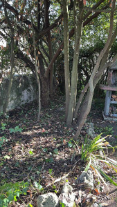 Photo de galerie - Elagage et coupe d'arbres