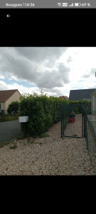 Photo de galerie - Taille de haies et d'arbustes