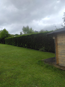 Photo de galerie - Taille de haies et d'arbustes