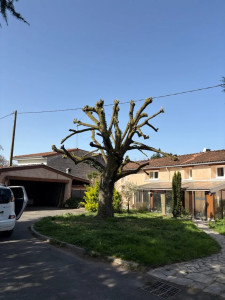 Photo de galerie - Elagage et coupe d'arbres