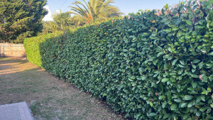 Photo de galerie - Haie de laurier 