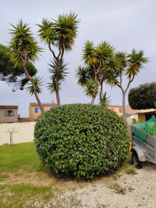 Photo de galerie - Taille yucca feuilles mortes