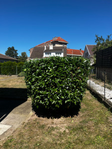 Photo de galerie - Taille de haie /2