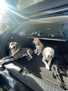 Photo de galerie - Balade avec les sœurs beagles 