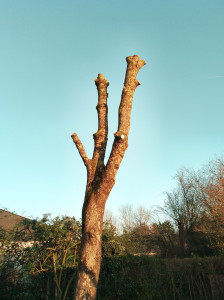 Photo de galerie - Elagage arbres