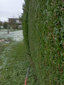 Photo de galerie - Taille de haies et d'arbustes