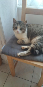 Photo de galerie - Mon chat ? Grisou