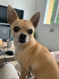 Photo de galerie - Éclair petit Loulou d’amour de 13 ans