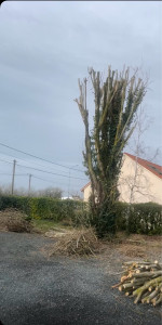 Photo de galerie - Elagage et coupe d'arbres