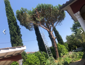 Photo de galerie - élagages,taille de haie,entretien espaces verts,évacuations des déchets verts.