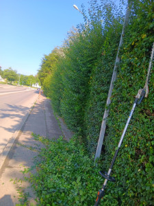 Photo de galerie - Taille de haie de Prunus 