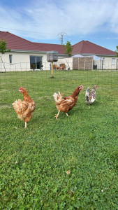 Photo de galerie - Et nos petites poules ! 