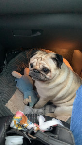 Photo de galerie - Mon chien