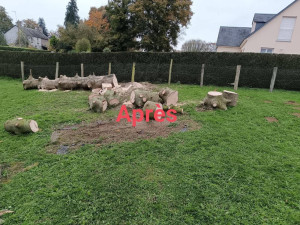 Photo de galerie - Abattage sapin 