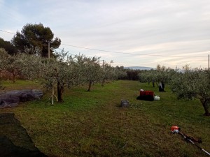 Photo de galerie - Recolte d'olives