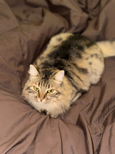 Photo de galerie - Garde chat