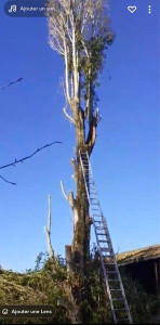 Photo de galerie - Elagage et coupe d'arbres