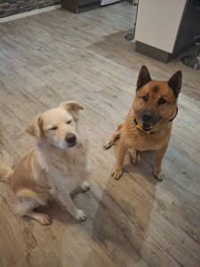 Photo de galerie - Mais 2 chiens 