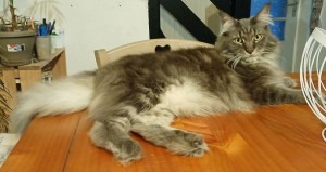 Photo de galerie - Le magnifique O' Maley