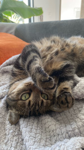 Photo de galerie - Garde de chat