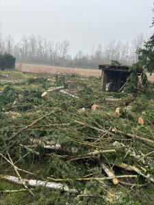 Photo de galerie - Elagage et coupe d'arbres