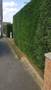 Photo de galerie - Tailles de haies
