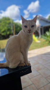 Photo de galerie - Garde chat