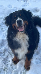 Photo de galerie - Je vous présente Baloo, qui était mon chien jusqu’à récemment, malheureusement décédé. 