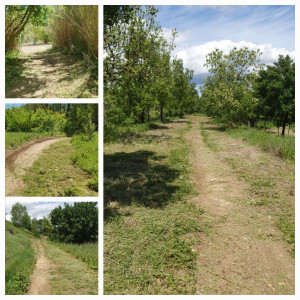 Photo de galerie - Tonte, débroussaillement et petit élagage d'un terrain de moto éducatif.