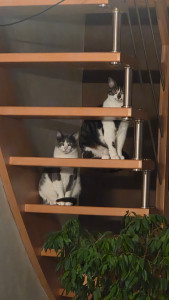Photo de galerie - Garde chat