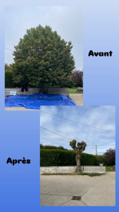 Photo de galerie - Taille de tilleul 
