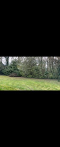 Photo de galerie - Tonte de pelouse - Débroussaillage