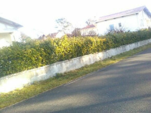 Photo de galerie - Taille de haies et d'arbustes