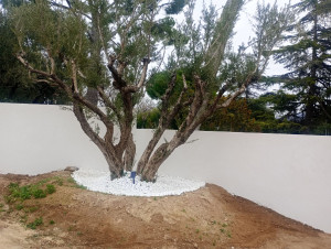 Photo de galerie - Plantation déco d'un olivier