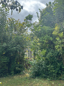 Photo de galerie - Abattage d’un lauriers