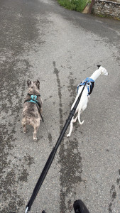Photo de galerie - Mon chien et un copain que l’on garder 