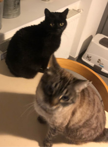 Photo de galerie - Deux beaux chats… de beaux moments de partage ☺️