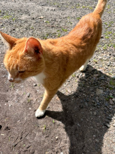 Photo de galerie - Garde chat 