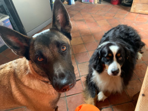 Photo de galerie - Garde chien