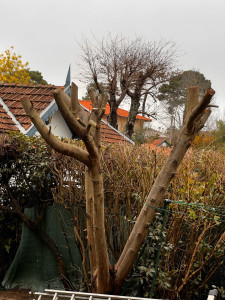 Photo de galerie - Elagage et coupe d'arbres