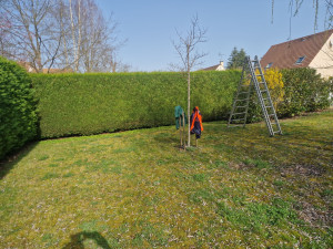 Photo de galerie - Taille d une grande haies côté plus plateau avec la prise en charge des végétaux 