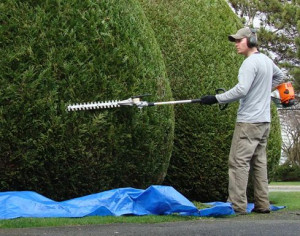 Photo de galerie - Taille de haies de toutes sortes