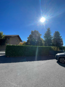 Photo de galerie - Taille Laurier 