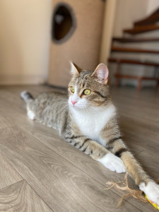 Photo de galerie - Garde chat